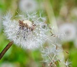 Fotoroleta lato pyłek mniszek