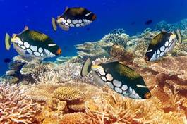 Plakat koral piękny tajlandia natura wyspa