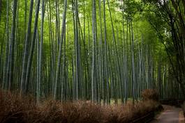 Plakat bambus droga roślina drewno atrakcyjność turystyczna