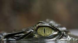 Plakat aligator krokodyl gad źrenica caiman