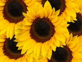Plakat słonecznik kwiat piękny natura lato