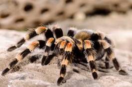 Plakat zwierzę pająk crawling owad