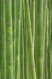 Obraz na płótnie bambus krajobraz roślina wzór naturalny