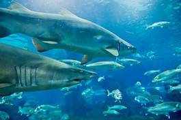 Plakat ryba rafa morze podwodne rekin