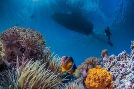 Plakat podwodne rafa filipiny koral łódź
