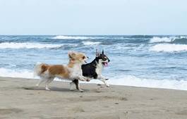Plakat dwa chihuahua biegną po plaży