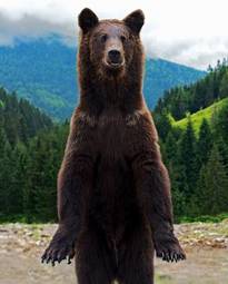 Plakat zwierzę natura las niedźwiedź ssak