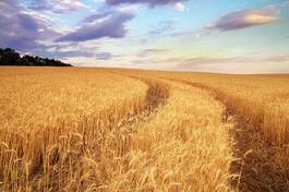 Naklejka pszenica lato rolnictwo