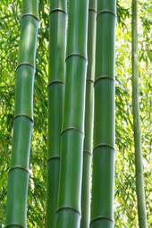 Naklejka krajobraz roślina bambus