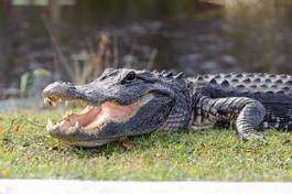 Plakat aligator usta narodowy zwierzę