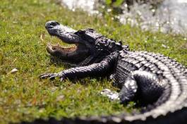 Plakat zwierzę aligator bezdroża narodowy