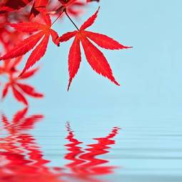 Plakat zen roślina jesień