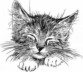 Plakat ssak kociak ładny kot głowa