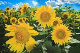 Plakat słońce słonecznik azja dzieci kwiat