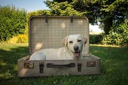 Plakat lato pies oko labrador wakacje