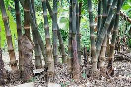 Naklejka tropikalny japonia las