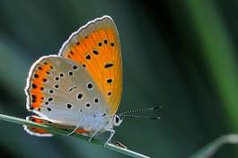 Plakat motyl niebieski lycaenidae owad gąsienica