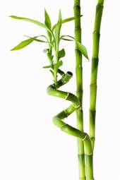 Plakat bambus spokojny świeży roślina japoński