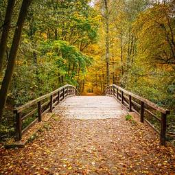 Plakat jesienny most w lesie