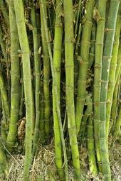 Naklejka drzewa azja bambus