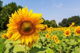Plakat rolnictwo piękny roślina słońce