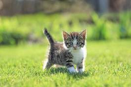 Obraz na płótnie dzieci trawa ładny kot