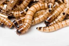 Plakat zwierzę jedzenie terrarium proste larwa