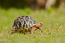Obraz na płótnie zwierzę ładny żółw łąka gad