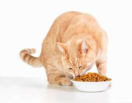 Obraz na płótnie jedzenie kociak zwierzę portret