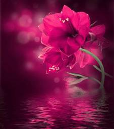 Plakat woda kwiat tropikalny spokojny storczyk