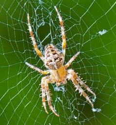 Naklejka natura ogród zwierzę pająk fauna