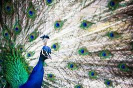 Obraz na płótnie natura mężczyzna tropikalny indyjski ptak