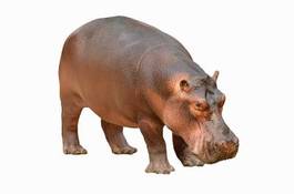 Plakat ssak zwierzę usta hipopotam