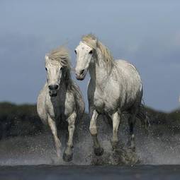 Fototapeta woda koń ssak prowadzenie white horse