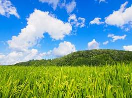 Naklejka rolnictwo lato spokojny błękitne niebo