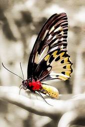 Plakat retro motyl lato jesień stary