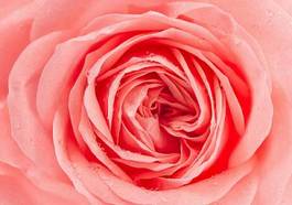 Plakat rosa świeży roślina kwiat bukiet