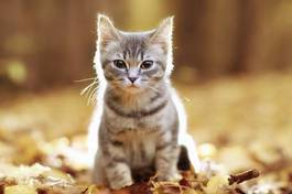 Plakat brytyjski kociak jesienią