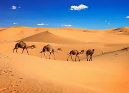 Plakat południe pustynia ssak safari słońce
