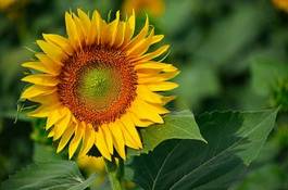 Fotoroleta słonecznik słońce lato toskania akcja
