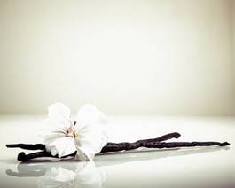 Plakat wanilia azjatycki kwiat egzotyczny