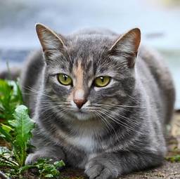 Fotoroleta srebrny kot czuwa