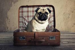 Plakat pies w walizce