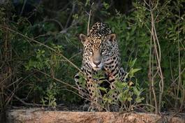 Plakat natura jaguar zwierzę ssak