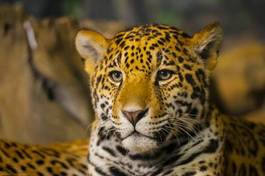 Plakat jaguar ssak dziki portret kot