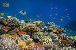 Plakat morze podwodny koral