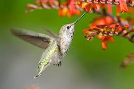 Plakat ptak koliber kwiat unosić się