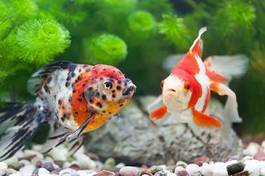 Plakat holandia zwierzę ładny ryba japonia