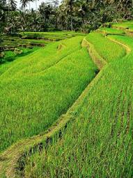 Obraz na płótnie pejzaż natura indonezja azja trawa