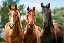 Plakat grupa młodych koni